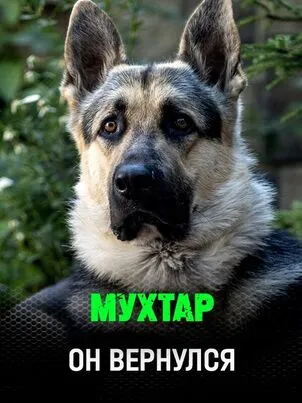 Мухтар. Он вернулся